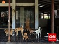 Wisatawan Keluhkan Populasi Anjing Liar di Mandalika