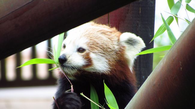 Bayi Panda Merah Pertama Dilahirkan Di Bogor