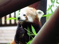 Bayi Panda Merah Pertama Dilahirkan di Bogor