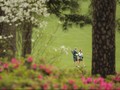 Lemon Pink dan Azalea di Klub Golf Nomor 1 di Amerika