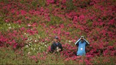 Dengan turnamen dilangsungkan pada awal musim semi, para patron akan disuguhi oleh keindahan bunga-bunga azalea yang baru saja mekar berkembang. (Reuters/Phil Noble)