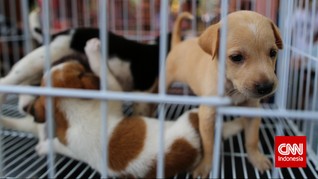 Kasus 5 Anak Anjing Disiram Air Panas oleh Ipar Dipolisikan