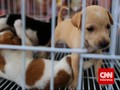 Kasus 5 Anak Anjing Disiram Air Panas oleh Ipar Dipolisikan