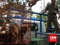 Dinas KPKP DKI soal Razia Anjing: Tak Ada Penangkapan