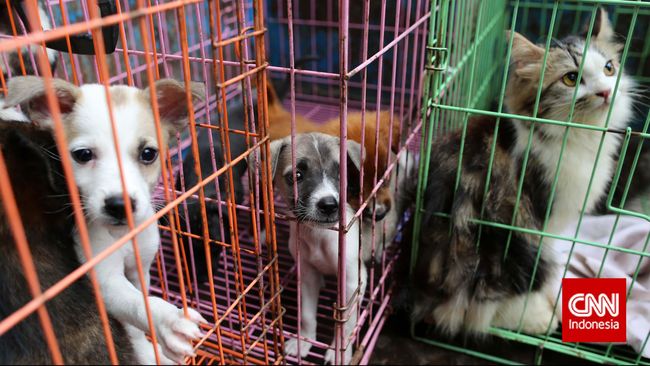 Mencegah Kematian Akibat Penyakit Anjing Gila