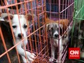 Mencegah Kematian Akibat Penyakit Anjing Gila