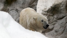Puluhan Beruang Kutub Disebut Serang Rumah Warga di Rusia