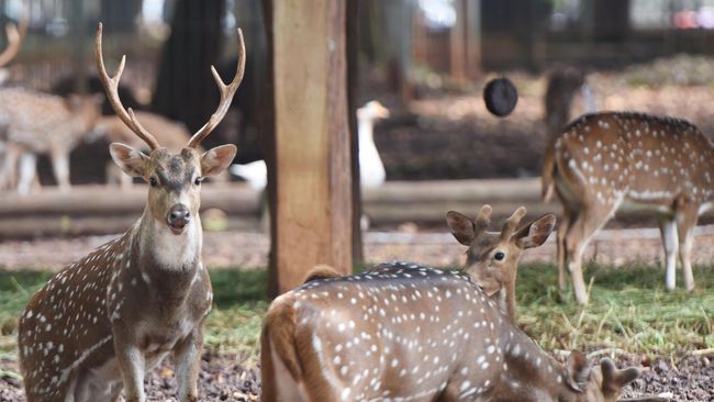Wabah Lidah Biru Sebabkan Kematian 1 000 Rusa Di Idaho