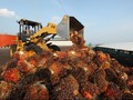 Indonesia akan Lawan Diskriminasi Sawit Uni Eropa ke WTO