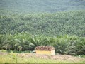 Pebisnis Brunei Siap Tanam Investasi Rp145 T di Kalimantan