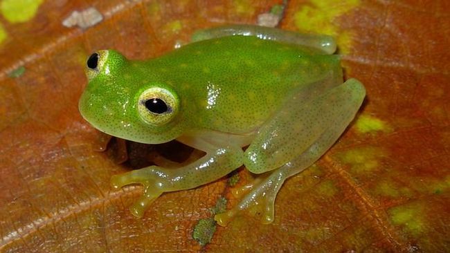 Ditemukan Spesies Baru Kodok Kaca, Wajahnya Seperti Kermit