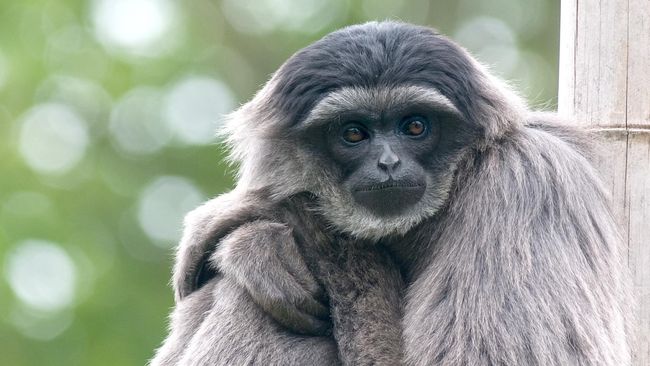 800+ Gambar Hewan Owa Jawa Gratis Terbaru