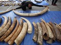 Selundupkan Gading Gajah, Mantan Profesor AS Didenda Rp6,6 M