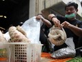 Trenggiling, Inang Corona yang Banyak Diselundupkan ke China