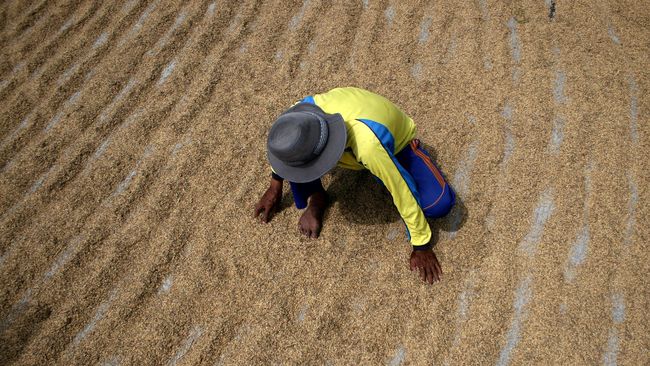 Harga Gabah Anjlok, Daya Beli Petani April 2019 Ikut Tertekan