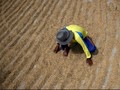 BPS Catat Harga Gabah Anjlok Sepanjang Maret Kemarin