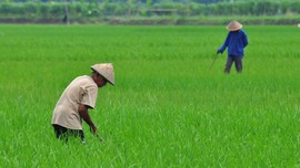 Ekspor Naik, Daya Beli Buruh Tani Masih Terkikis Inflasi