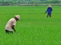 Ekspor Naik, Daya Beli Buruh Tani Masih Terkikis Inflasi