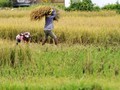 Kementerian ATR Perbaiki Data Lahan Baku Sawah
