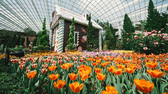 Melihat Indahnya Warna-warni Tulip Belanda di Singapura