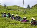 Kulon Progo Percepat Perealisasian Agrowisata Kebun Teh