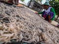 Pemerintah Dorong Mamuju Utara Jadi Sentra Produsen Udang