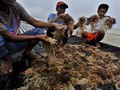 Kadin Desak KKP Kaji Ulang Peta Jalan Industri Rumput Laut
