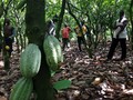 Cerita 'Pahit' di Balik Manisnya Cokelat