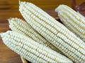Jagung Pulut khas Gorontalo akan Ramaikan Festival Boalemo