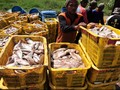 Kiara Minta Pemerintah Evaluasi Kebijakan Impor Ikan