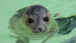 Video Anjing Laut Bisa Tiru Ucapan Manusia