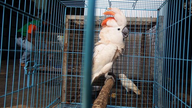 Pemerintah Sudah Terima 40 Kakatua Jambul Kuning