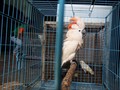 Pemerintah Sudah Terima 40 Kakatua Jambul Kuning
