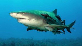 9400 Contoh Gambar Hewan Hiu HD Terbaik