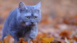 Kucing 'Penakluk' Pegunungan Rocky
