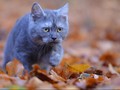 Kucing 'Penakluk' Pegunungan Rocky