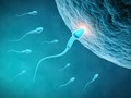 Sperma Bergerak Lebih Lincah di Bulan Juli dan Agustus