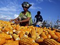 Persetujuan Impor Jagung 150 Ribu Ton Sampai Juli 2019