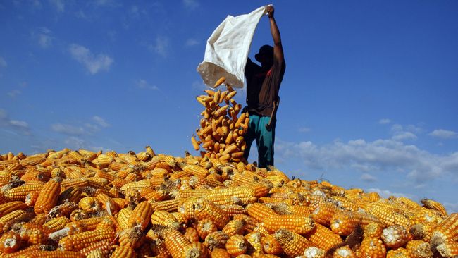Kementan Klaim Produksi Pakan Ternak Naik, Permintaan Turun