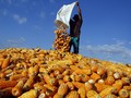 Setelah Padi, Jasindo Segera Rilis Asuransi Usaha Jagung