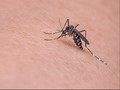 Membasmi Nyamuk Malaria dengan Teknologi Nuklir