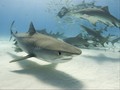 Seorang Turis Digigit Ikan Hiu di Gran Canaria