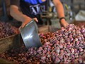 Harga Pangan Kompak Naik, Bawang Merah Paling Tinggi