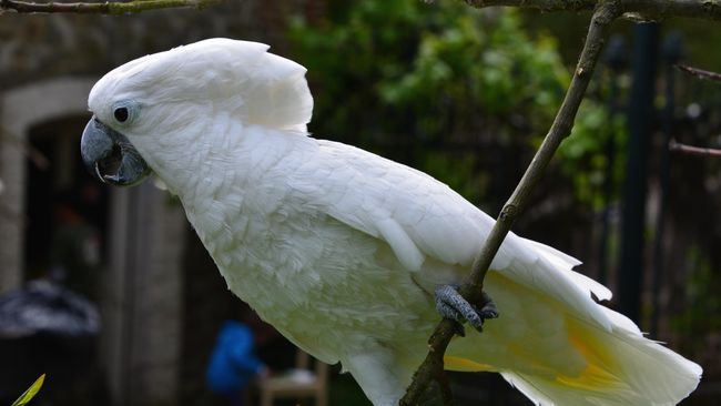 Kakatua Putih, Dijual Rp 20 Juta tapi Makin Terancam