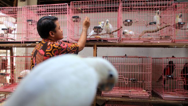Pemerintah Sudah Terima 40 Kakatua Jambul Kuning