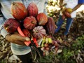 NTT Bangun Kampung Cokelat Tahun Ini