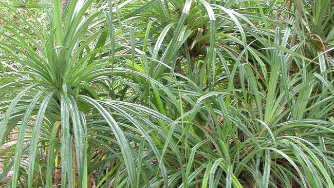 Tanaman Langka jadi Penanda Keberadaan Berlian di Afrika Tanaman Langka jadi Penanda Keberadaan Berlian di Afrika