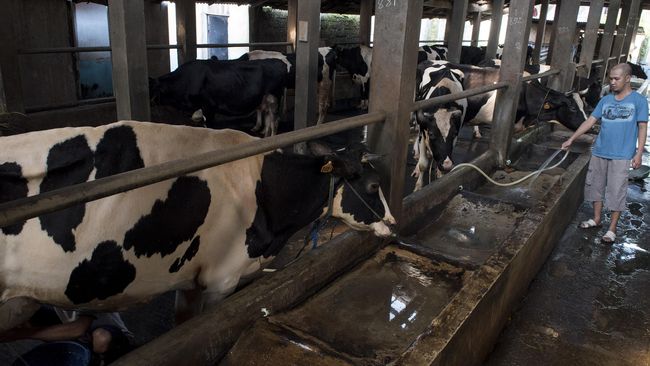 Wisata Edukasi Peternakan Sapi Perah di Padang Panjang