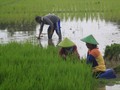 Kementan Klaim 99 Persen Bibit Padi Gunakan Produk Lokal