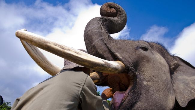 Unduh 770 Koleksi Gambar Gajah Sedang Makan Terbaik 